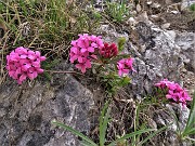 46  Daphne cneorum (Dafne odorosa) sulle impervie roccette verso la cima del Pizzo di Spino